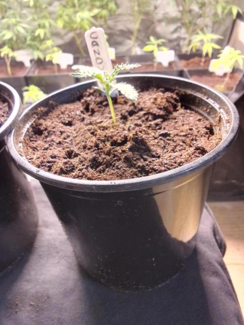 CANDY CREAM GO FAST. Week 1