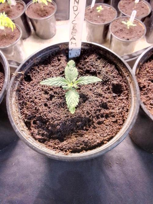 CANDY CREAM GO FAST. Week 1