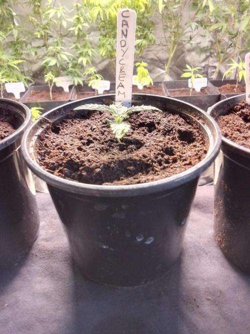 CANDY CREAM GO FAST. Week 1