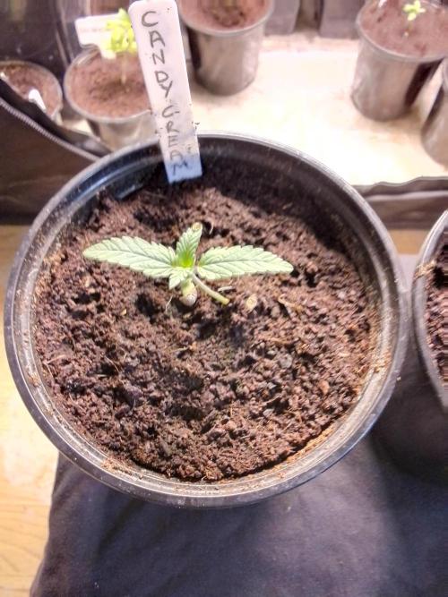 CANDY CREAM GO FAST. Week 1