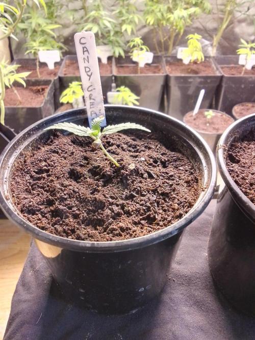 CANDY CREAM GO FAST. Week 1