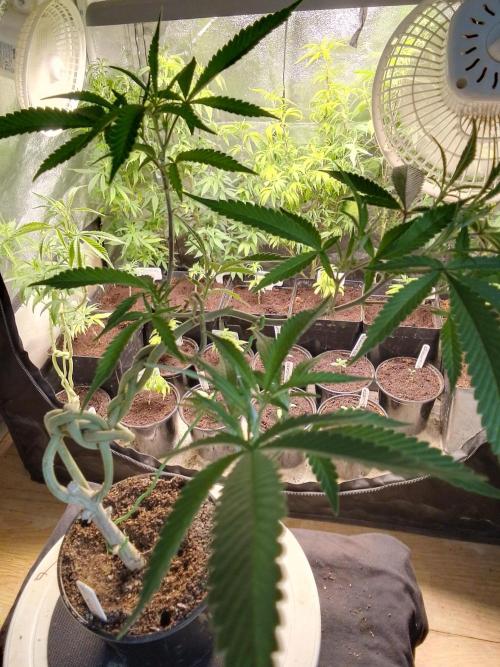 Celtic Bluecookies. Week 8