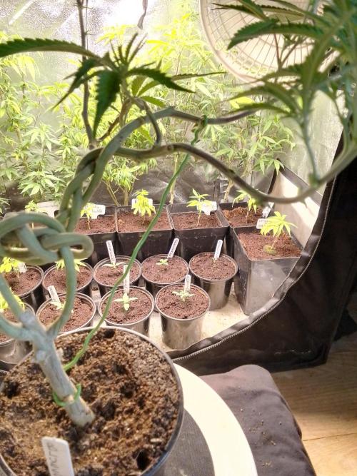 Celtic Bluecookies. Week 8