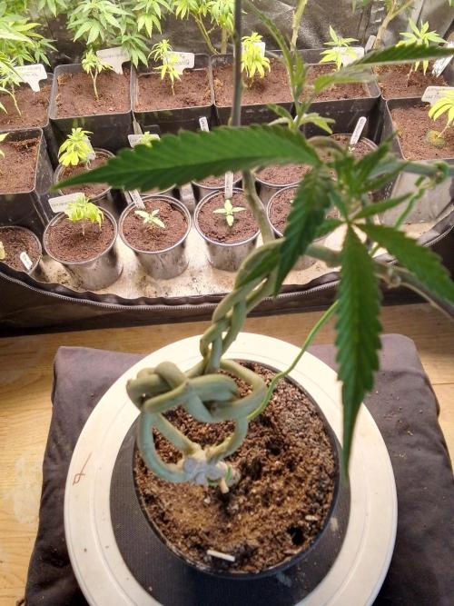 Celtic Bluecookies. Week 8
