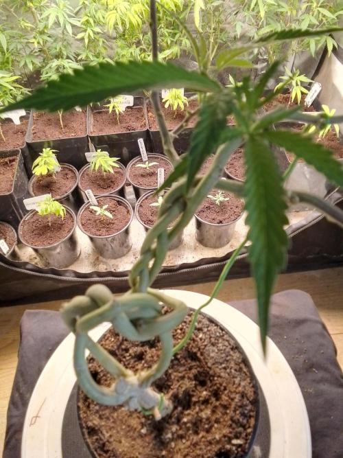 Celtic Bluecookies. Week 8