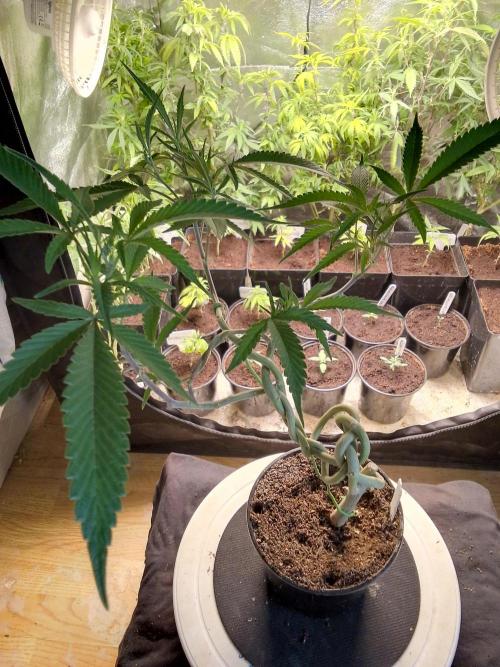 Celtic Bluecookies. Week 8