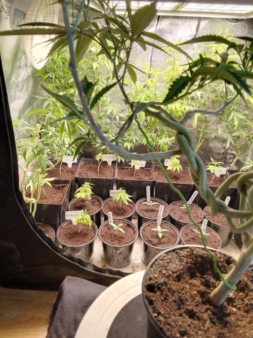 Celtic Bluecookies. Week 8