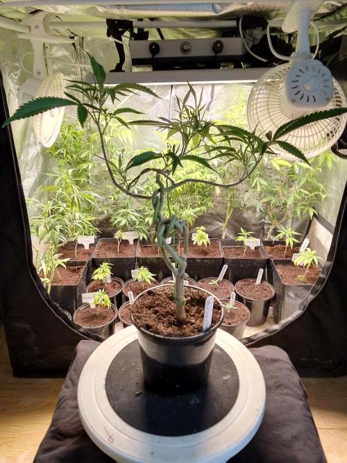 Celtic Bluecookies. Week 8