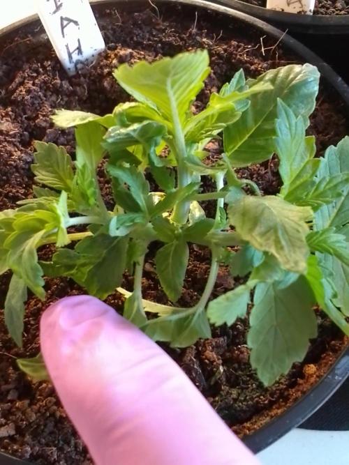AMNESIA HAZE GO FAST kannabia seed's. Week 4