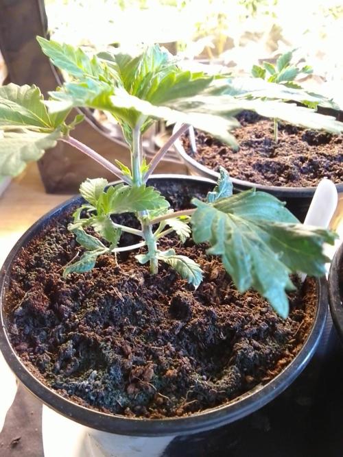 AMNESIA HAZE GO FAST kannabia seed's. Week 4