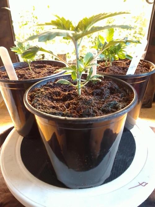 AMNESIA HAZE GO FAST kannabia seed's. Week 4