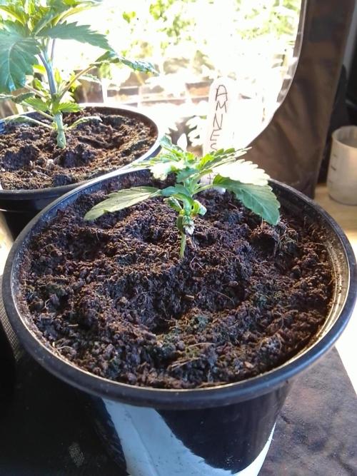 AMNESIA HAZE GO FAST kannabia seed's. Week 4