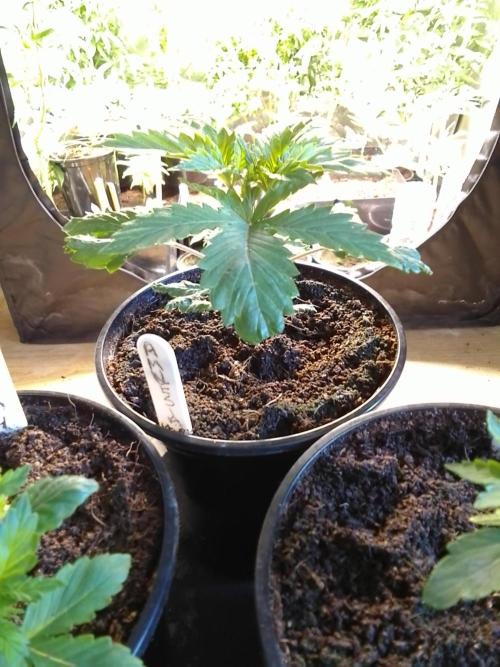 AMNESIA HAZE GO FAST kannabia seed's. Week 4