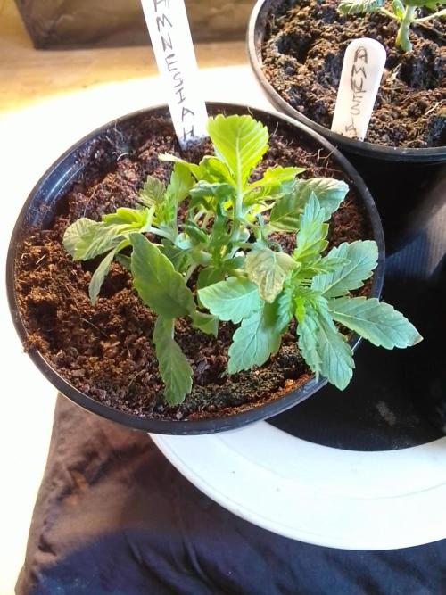 AMNESIA HAZE GO FAST kannabia seed's. Week 4