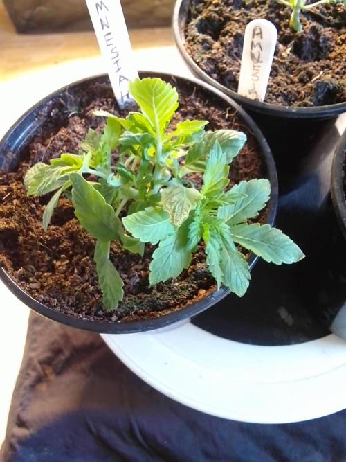 AMNESIA HAZE GO FAST kannabia seed's. Week 4