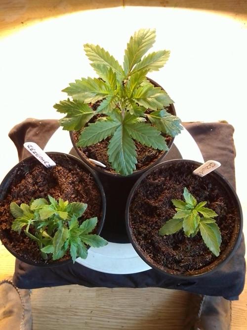 AMNESIA HAZE GO FAST kannabia seed's. Week 4