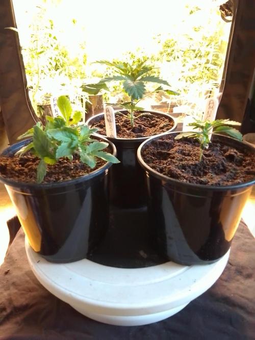 AMNESIA HAZE GO FAST kannabia seed's. Week 4