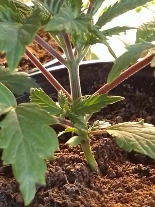 CANDY CREAM GO FAST. Week 2