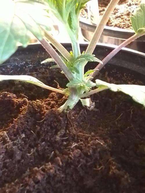 CANDY CREAM GO FAST. Week 2