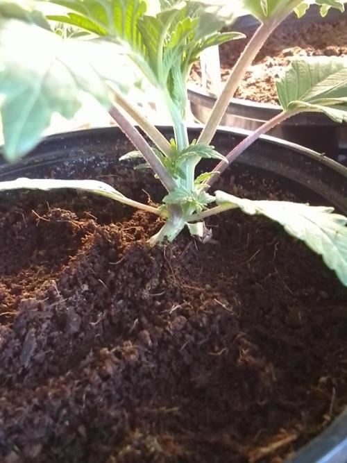 CANDY CREAM GO FAST. Week 2