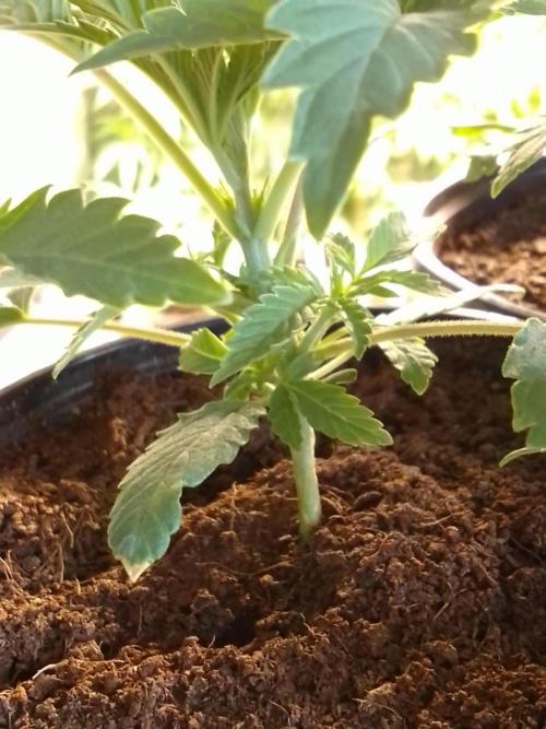 CANDY CREAM GO FAST. Week 2