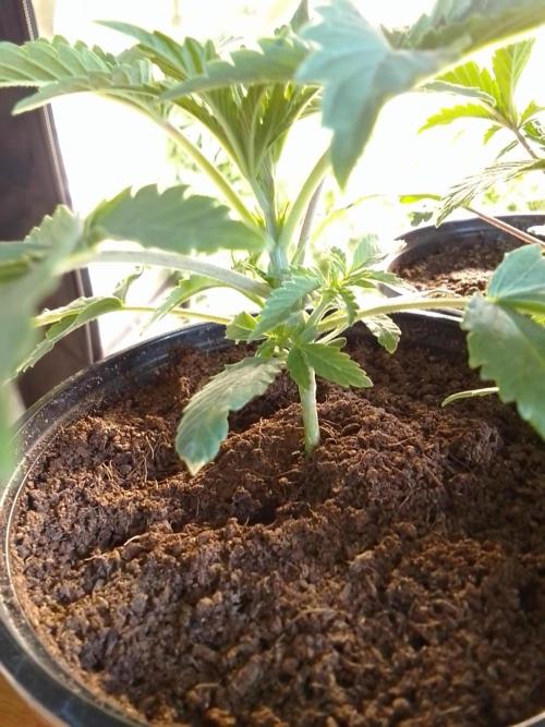 CANDY CREAM GO FAST. Week 2