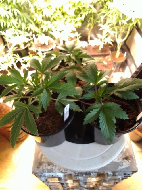 CANDY CREAM GO FAST. Week 2