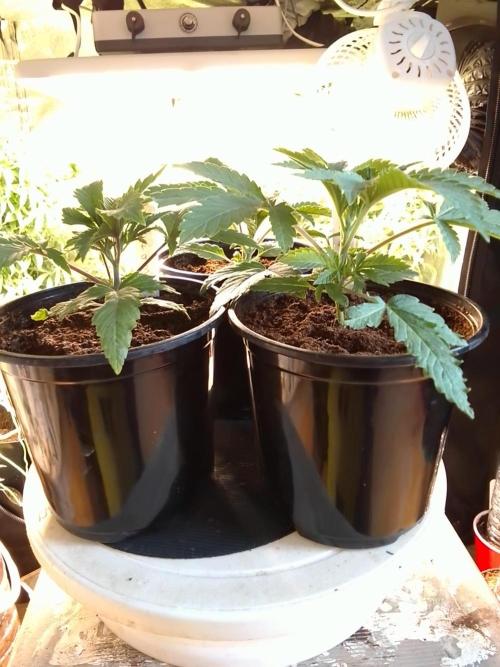 CANDY CREAM GO FAST. Week 2