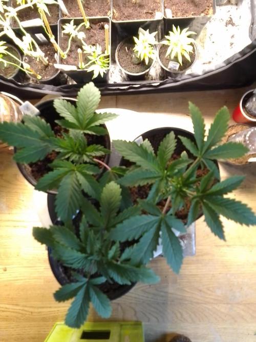 CANDY CREAM GO FAST. Week 2