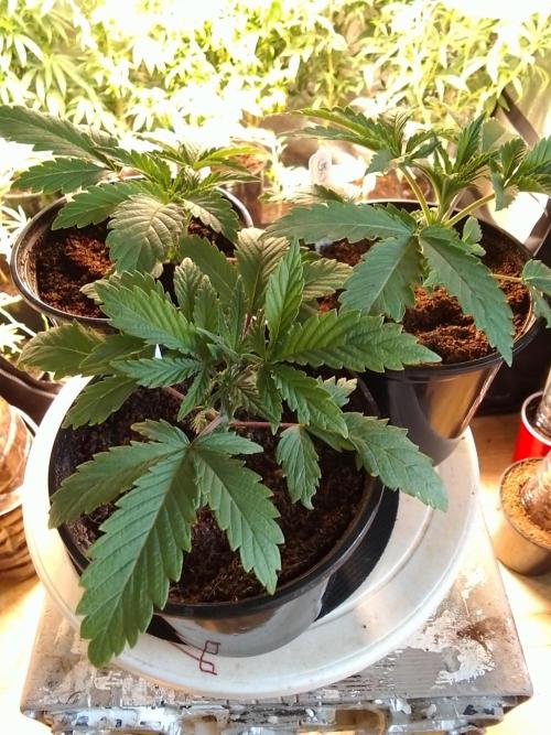 CANDY CREAM GO FAST. Week 2