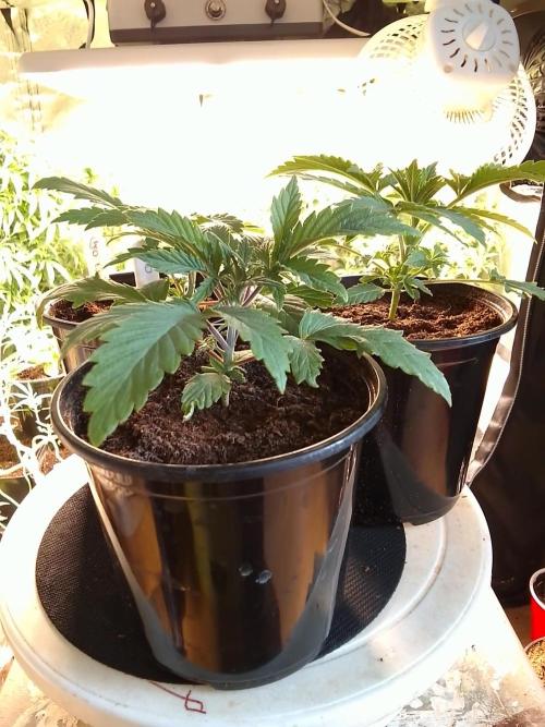 CANDY CREAM GO FAST. Week 2