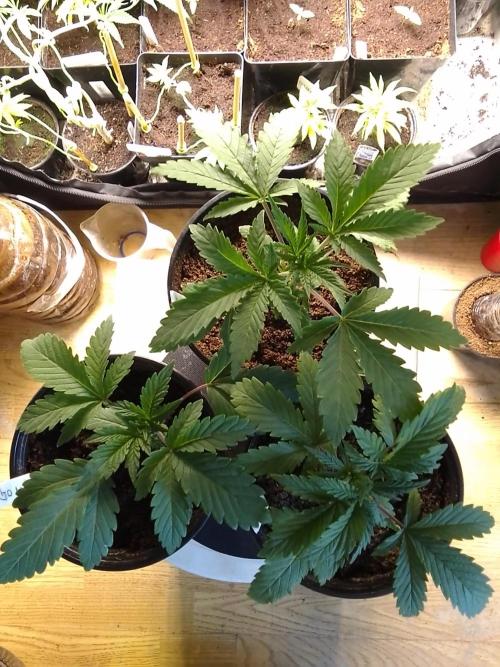 CANDY CREAM GO FAST. Week 2