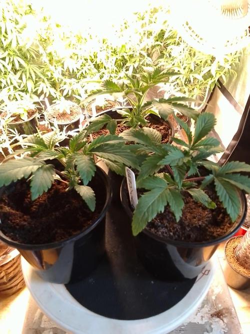 CANDY CREAM GO FAST. Week 2