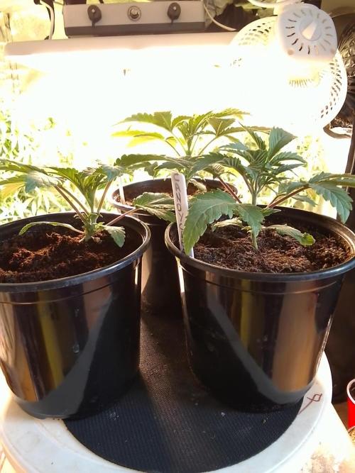 CANDY CREAM GO FAST. Week 2