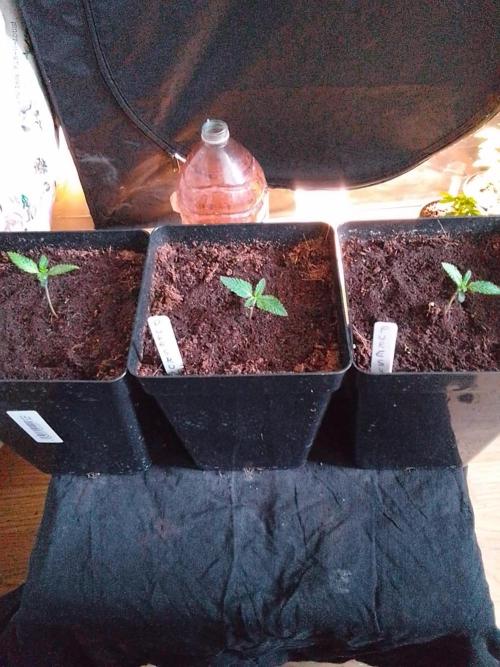 PURE SKUNK . Week 1
