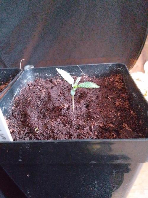 PURE SKUNK . Week 1
