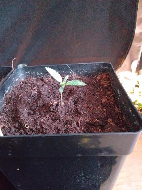 PURE SKUNK . Week 1