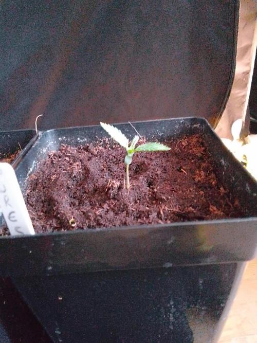 PURE SKUNK . Week 1