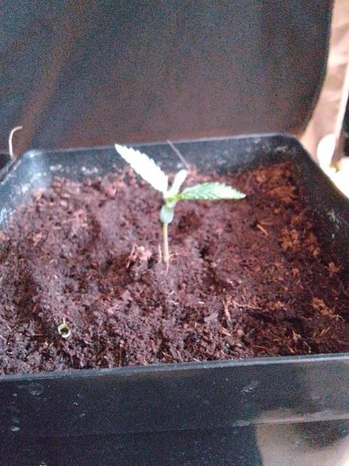 PURE SKUNK . Week 1