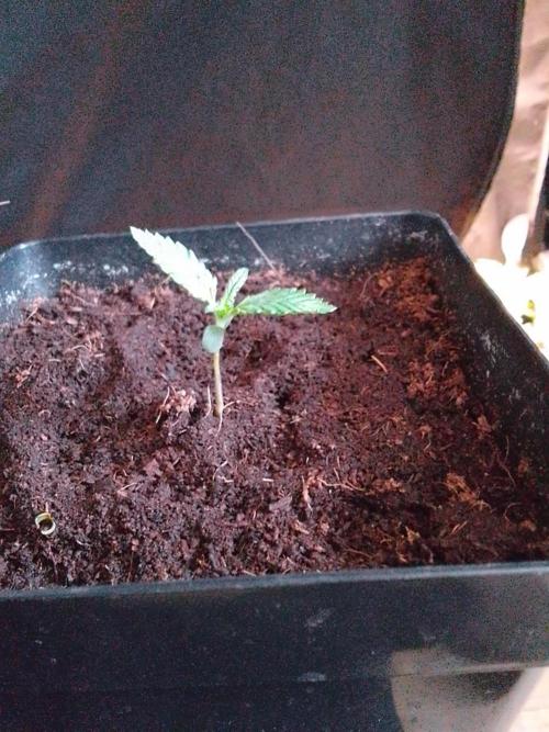 PURE SKUNK . Week 1