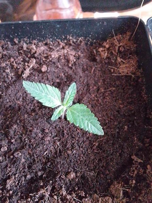 PURE SKUNK . Week 1