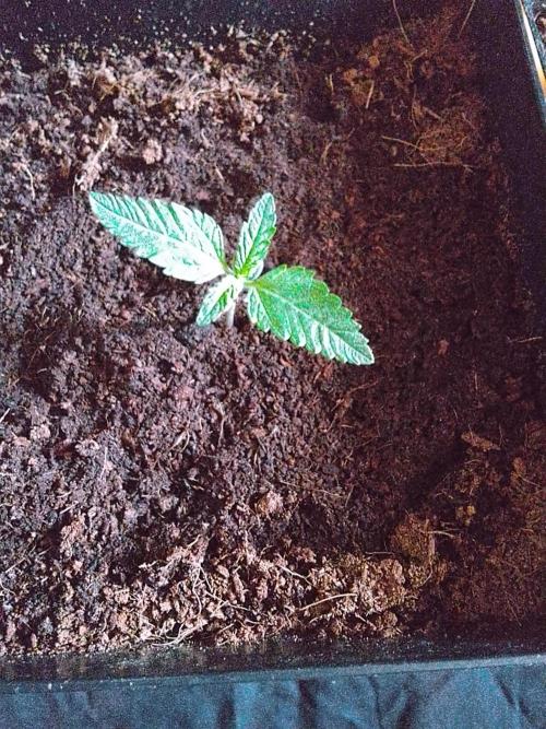 PURE SKUNK . Week 1