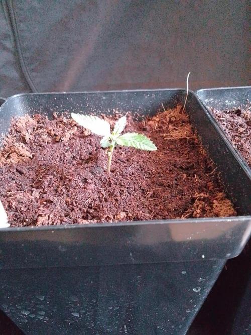 PURE SKUNK . Week 1