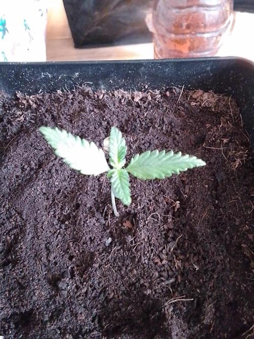 PURE SKUNK . Week 1