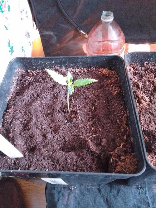 PURE SKUNK . Week 1
