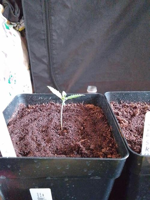 PURE SKUNK . Week 1