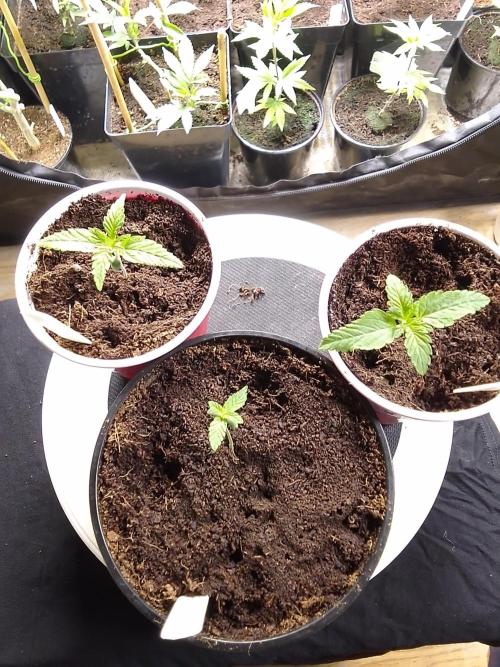 SUNSET SHERBET GO FAST. Week 1