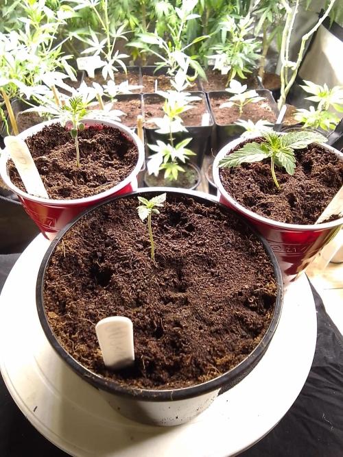 SUNSET SHERBET GO FAST. Week 1