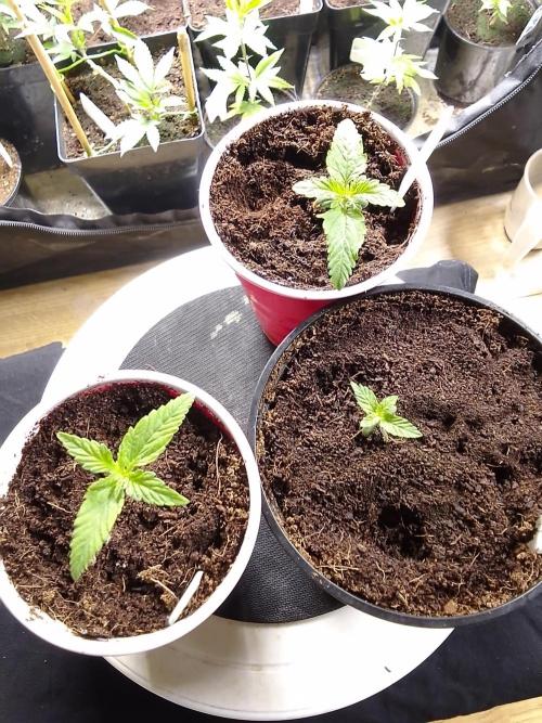 SUNSET SHERBET GO FAST. Week 1