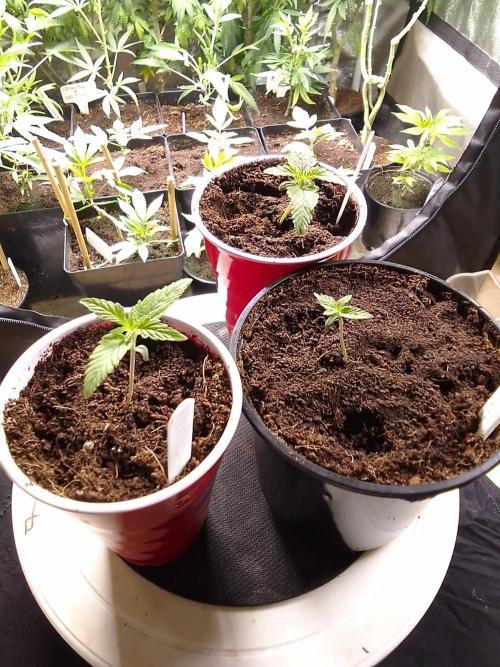 SUNSET SHERBET GO FAST. Week 1
